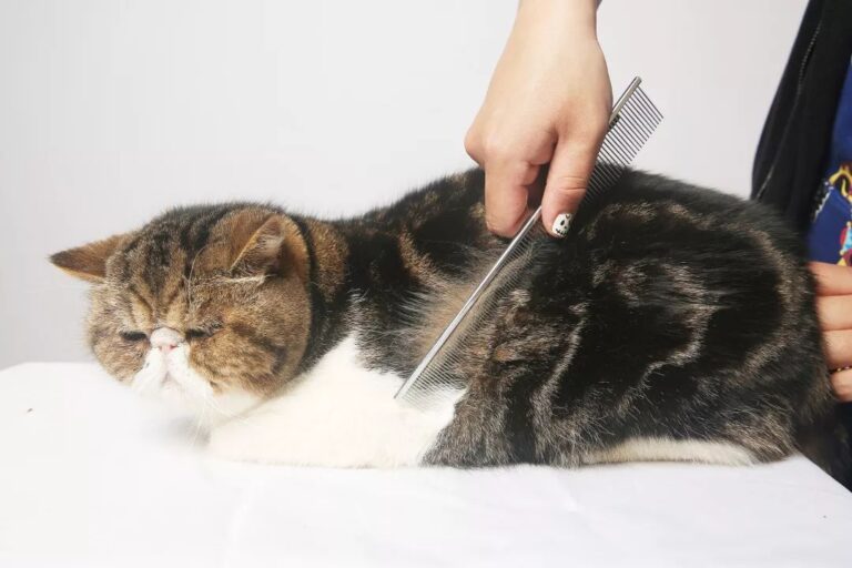 如何绘就岭南农业新图景？院士专家、人大代表、科技机构代表、企业代表来支招